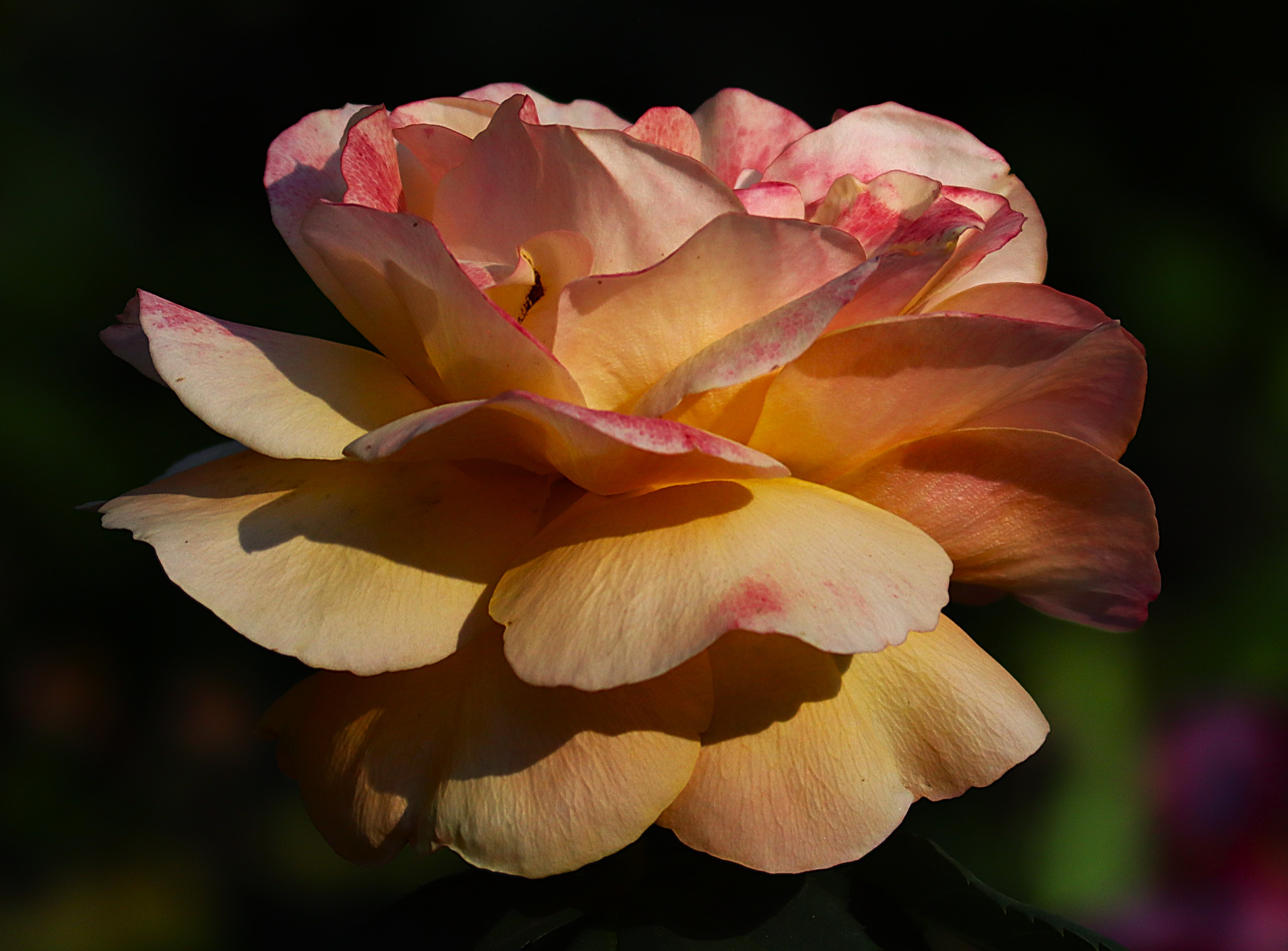 Images