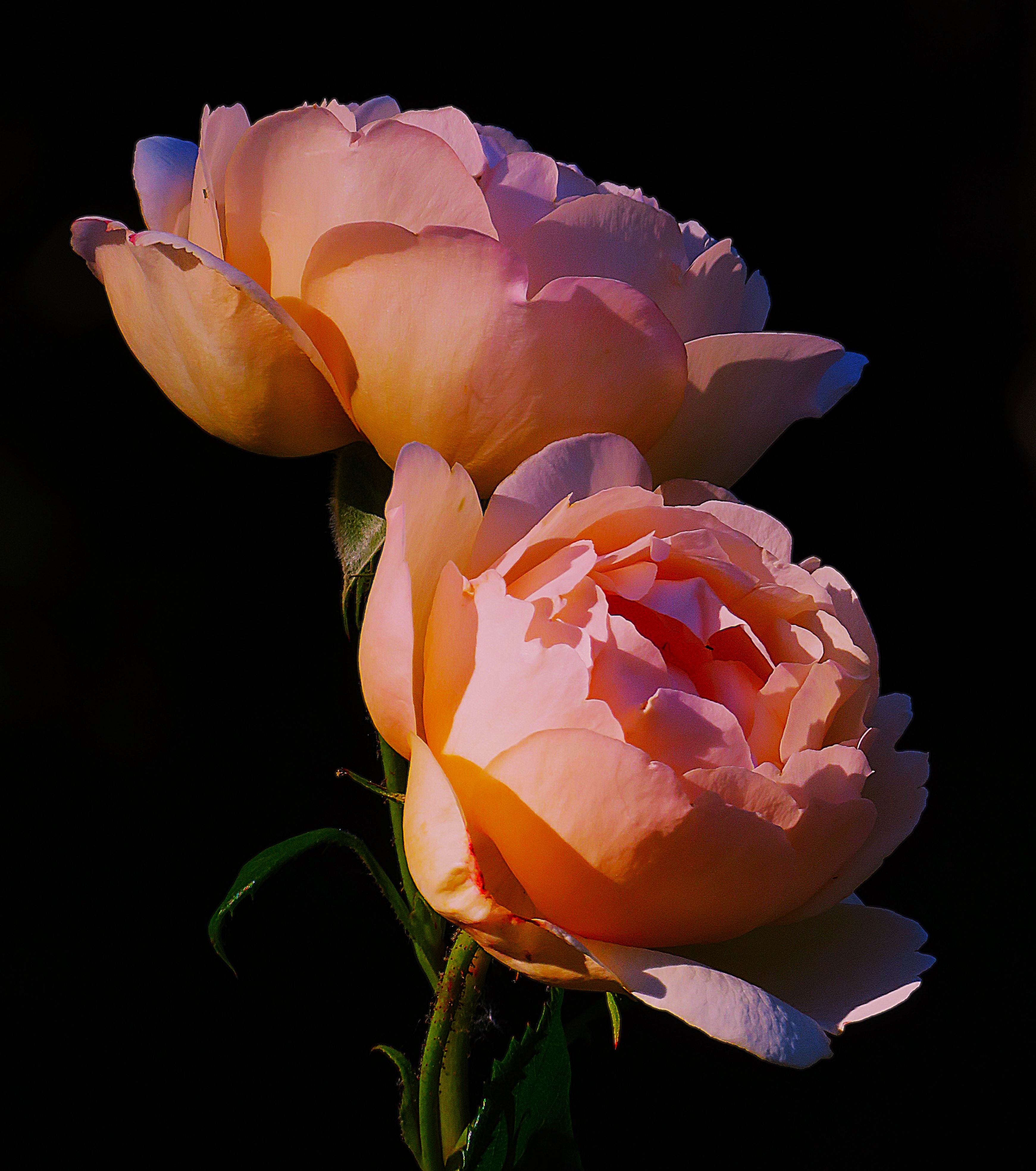 Images