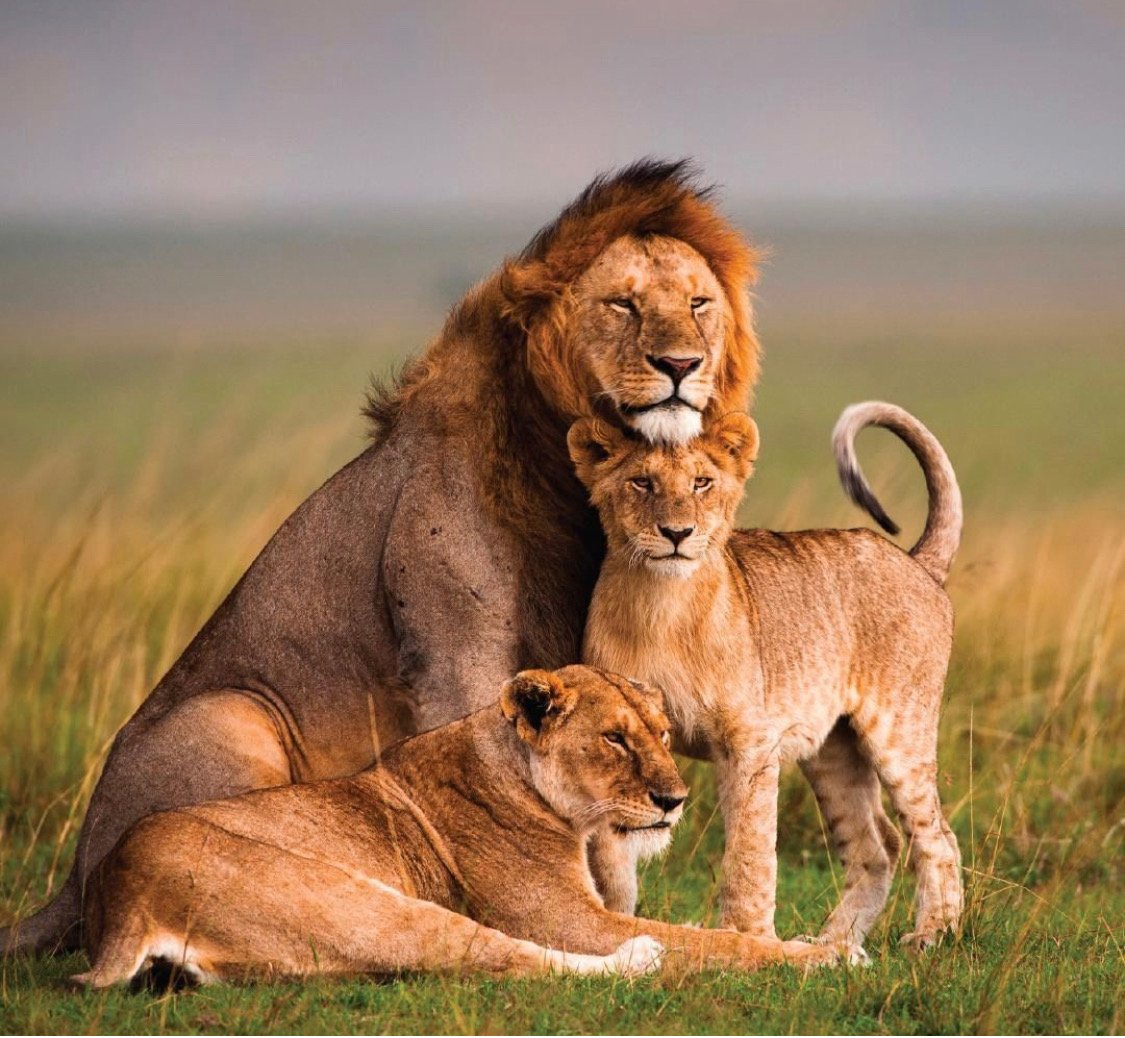 Animals